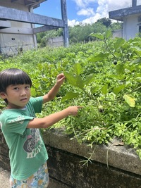 なすの赤ちゃん