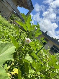 なすのお花