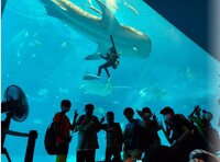 美ら海水族館