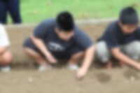 じゃがいもの種芋の植え付け