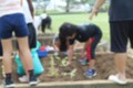 サニーレタスの苗の植え付け