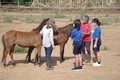 荷川取牧場にて、宮古馬について学習をしました。