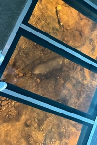 床が透けて地下の様子が